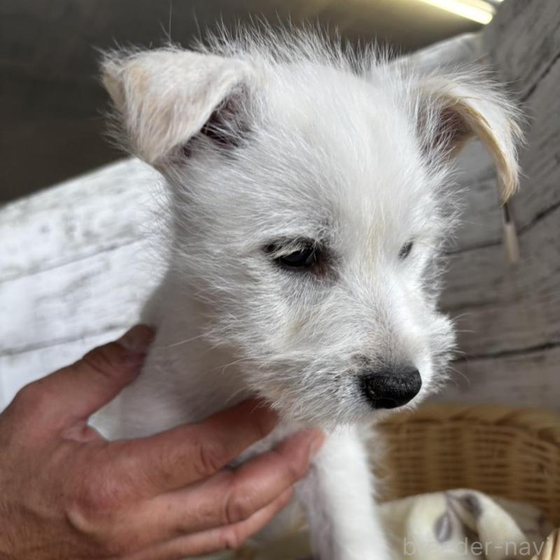 販売中の静岡県のミックス犬-444130の7枚目