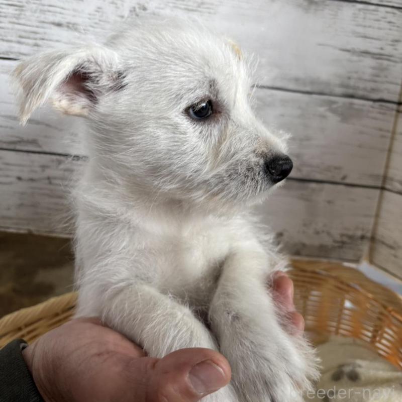 販売中の静岡県のミックス犬-444130の5枚目