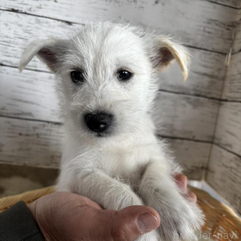 販売中の静岡県のミックス犬-444130の4枚目