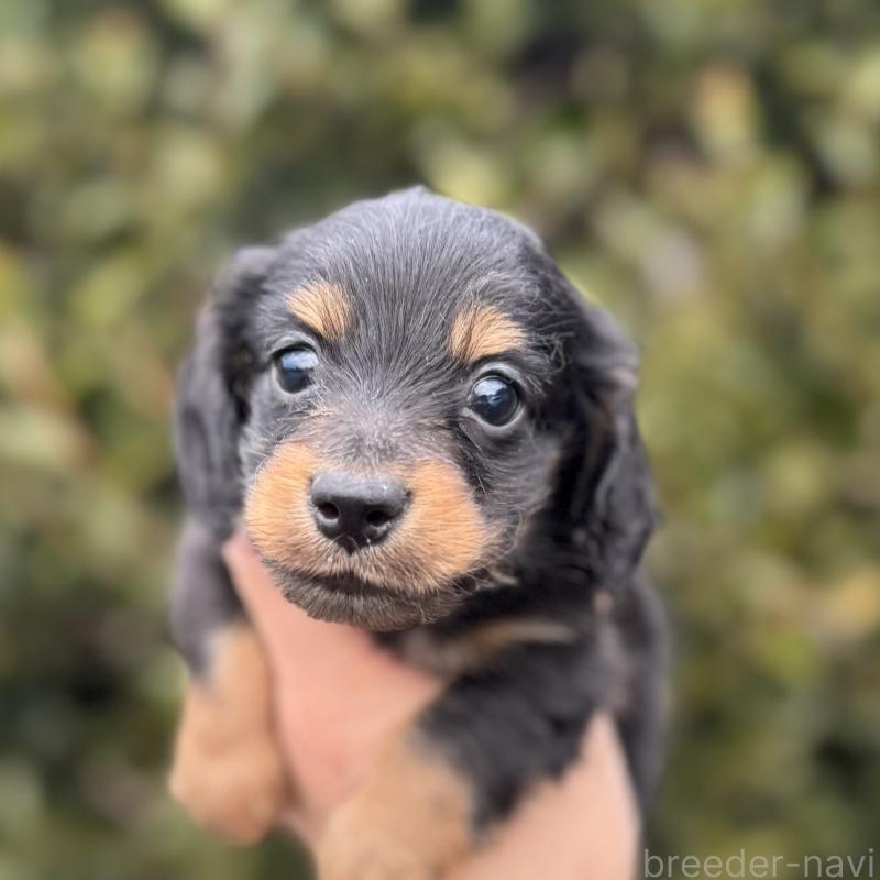 販売中の福岡県のカニンヘンダックスフンド(ロングヘアード)-444133の1枚目