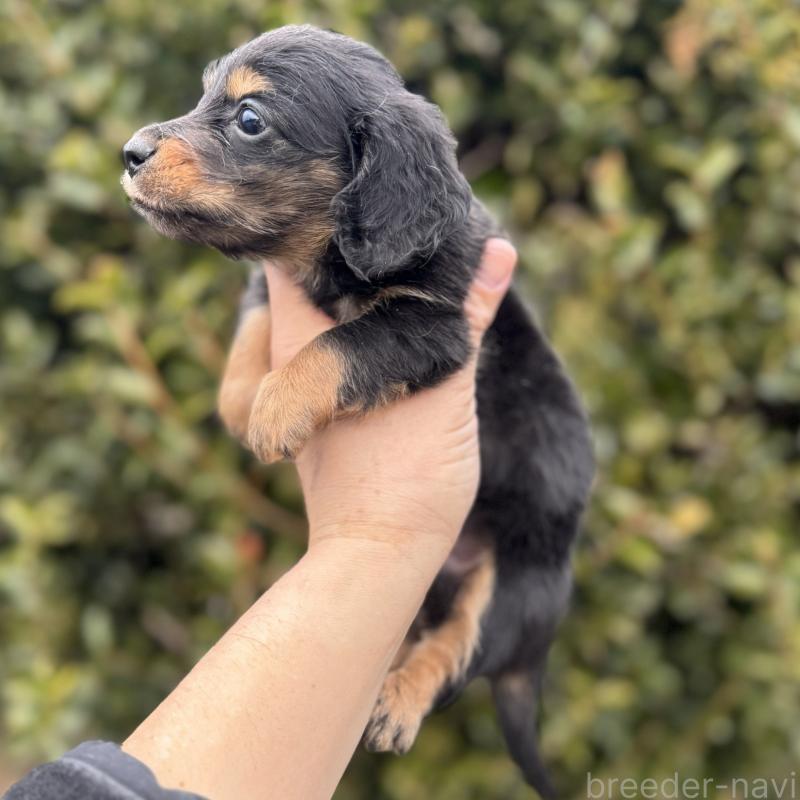 販売中の福岡県のカニンヘンダックスフンド(ロングヘアード)-444133の4枚目