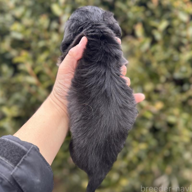 販売中の福岡県のカニンヘンダックスフンド(ロングヘアード)-444133の3枚目