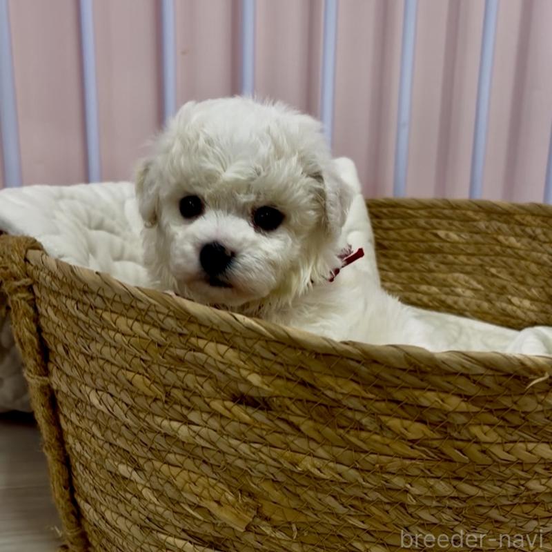 販売中の滋賀県のビションフリーゼ-444134の5枚目