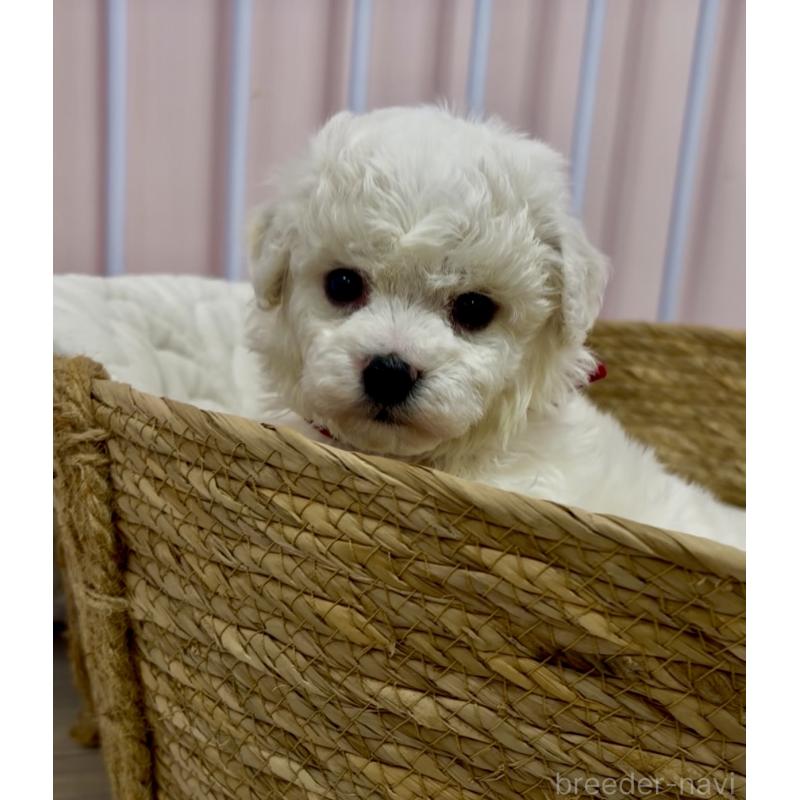 販売中の滋賀県のビションフリーゼ-444134の3枚目