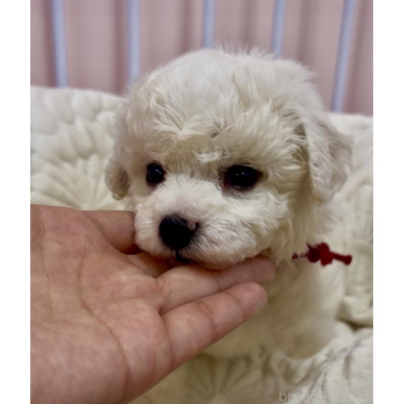 販売中の滋賀県のビションフリーゼ-444134の2枚目