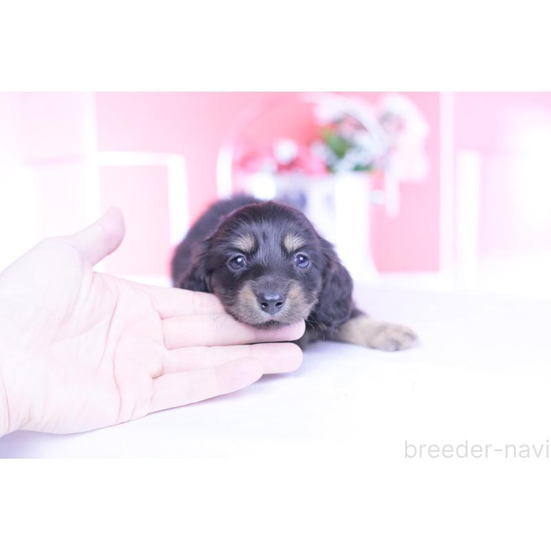 販売中の愛知県のカニンヘンダックスフンド(ロングヘアード)-444136の7枚目