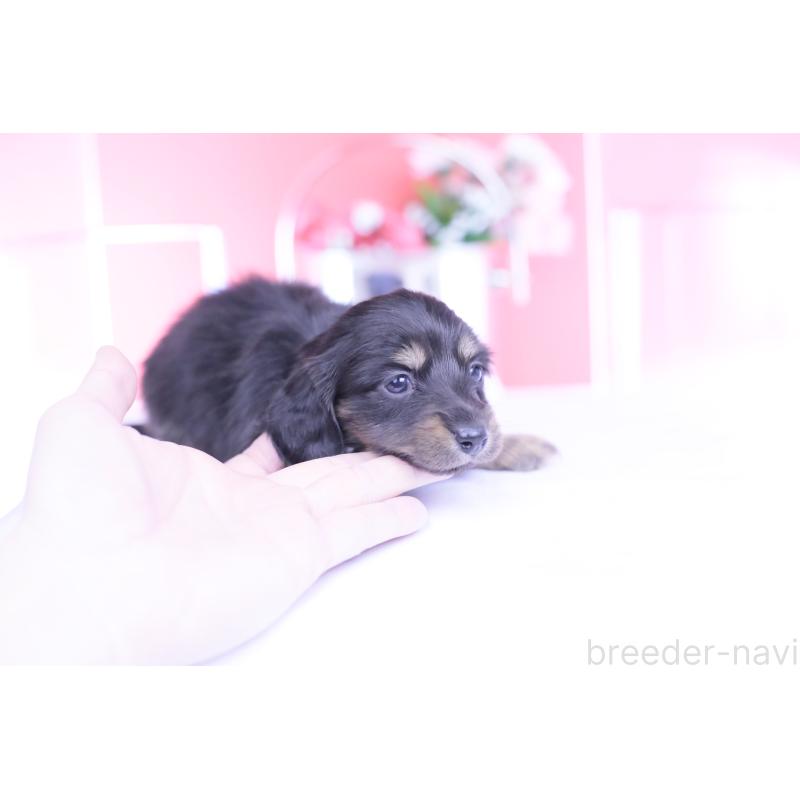 販売中の愛知県のカニンヘンダックスフンド(ロングヘアード)-444136の6枚目