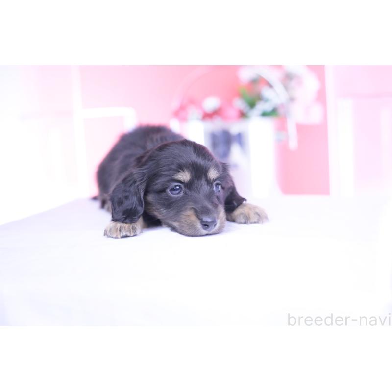 販売中の愛知県のカニンヘンダックスフンド(ロングヘアード)-444136の5枚目