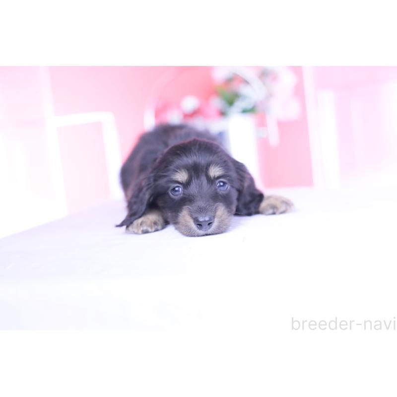 販売中の愛知県のカニンヘンダックスフンド(ロングヘアード)-444136の3枚目