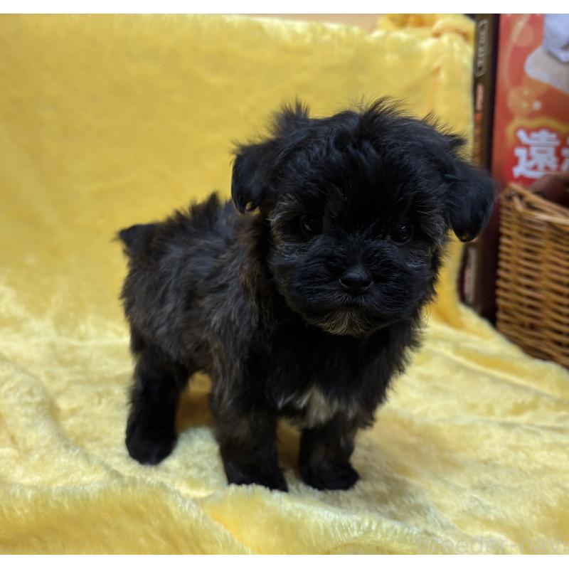 販売中の京都府のミックス犬-444135の4枚目