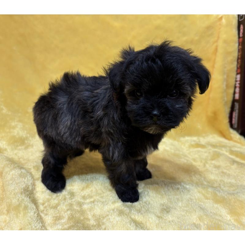 販売中の京都府のミックス犬-444135の3枚目