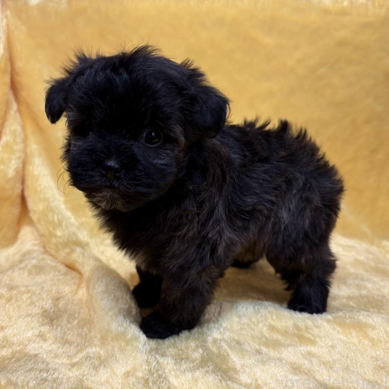 販売中の京都府のミックス犬-444135の2枚目