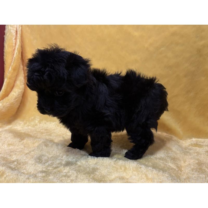 販売中の京都府のミックス犬-444138の3枚目