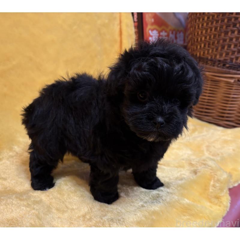 販売中の京都府のミックス犬-444138の2枚目