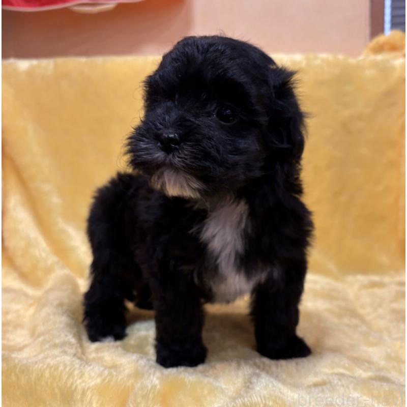 販売中の京都府のミックス犬-444139の5枚目