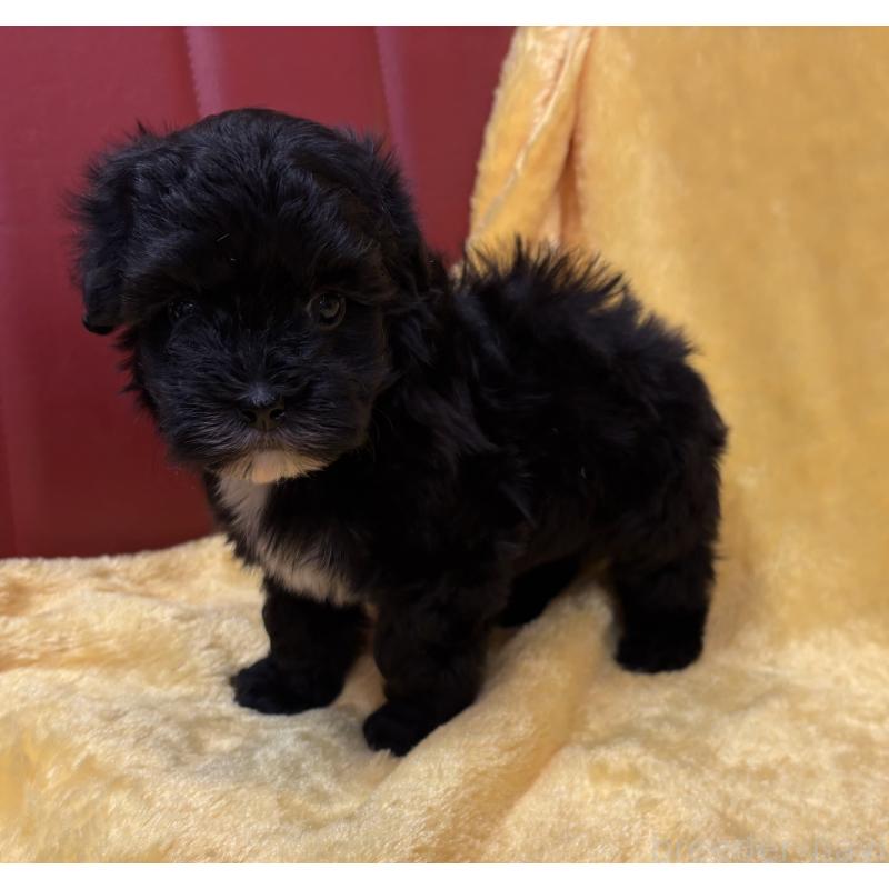 販売中の京都府のミックス犬-444139の3枚目