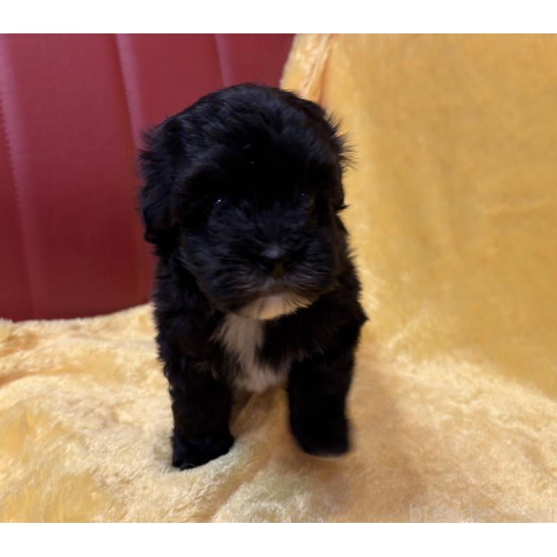 販売中の京都府のミックス犬-444139の2枚目