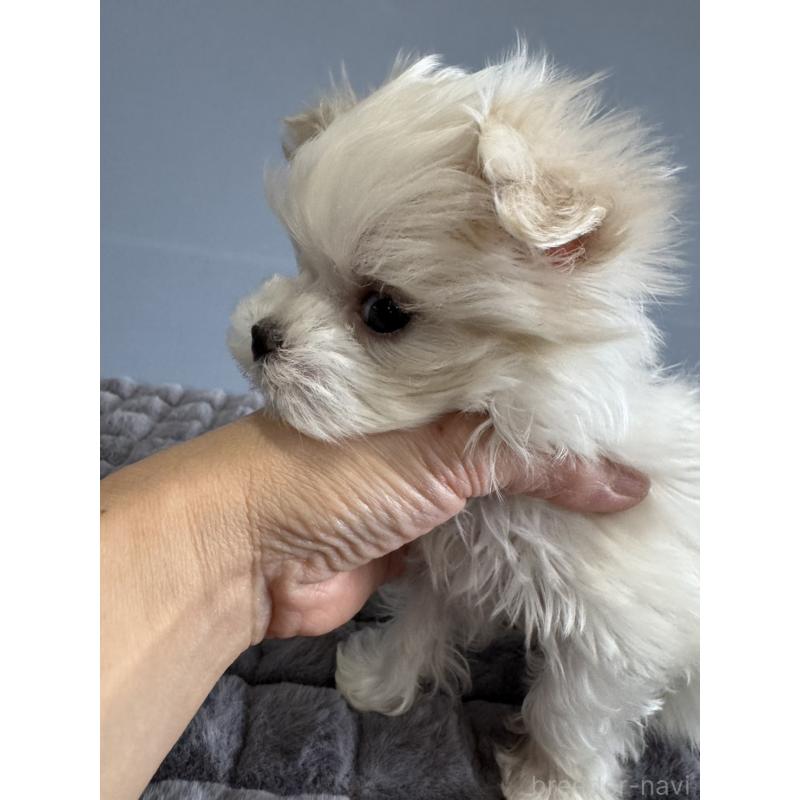 販売中の徳島県のマルチーズ-444140の15枚目