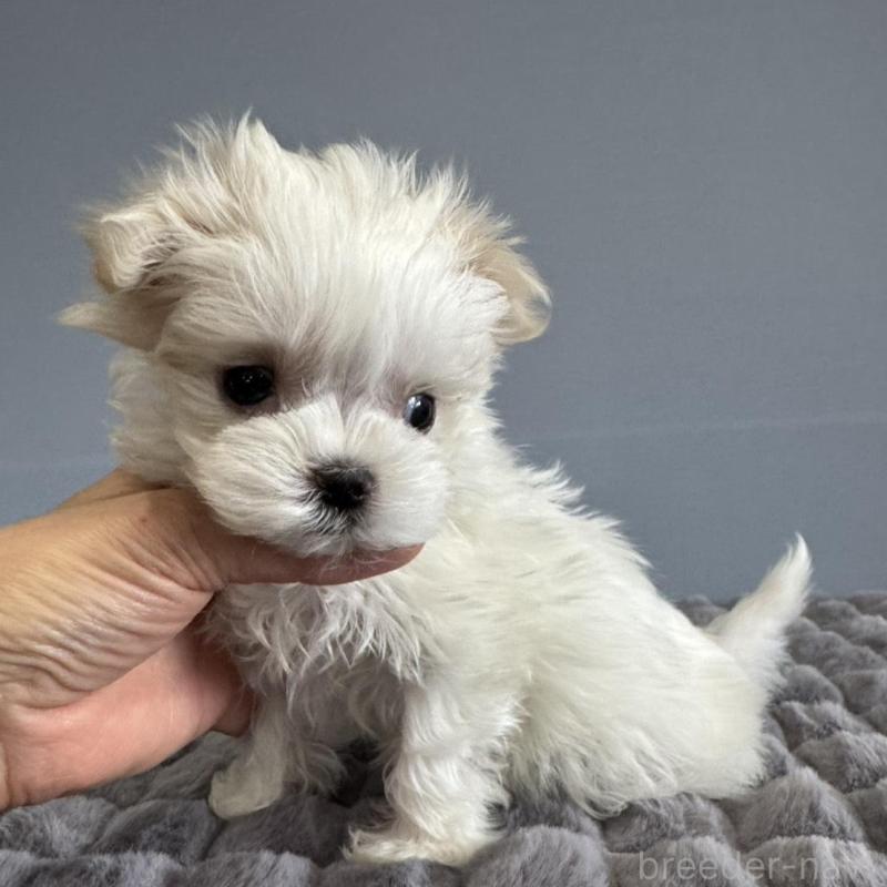 販売中の徳島県のマルチーズ-444140の14枚目