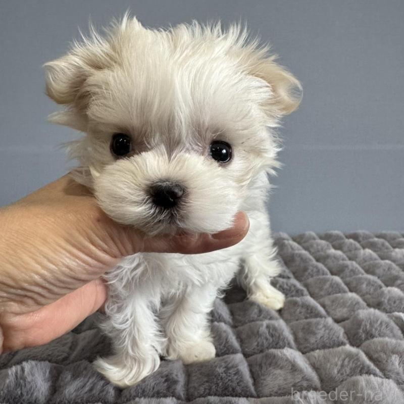 販売中の徳島県のマルチーズ-444140の1枚目