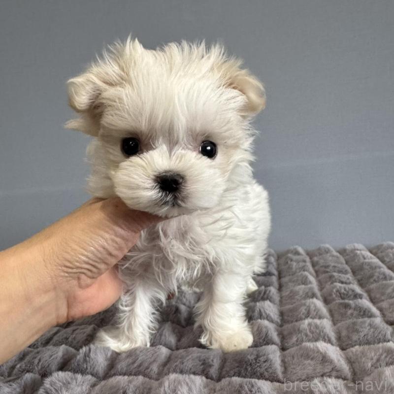 販売中の徳島県のマルチーズ-444140の12枚目