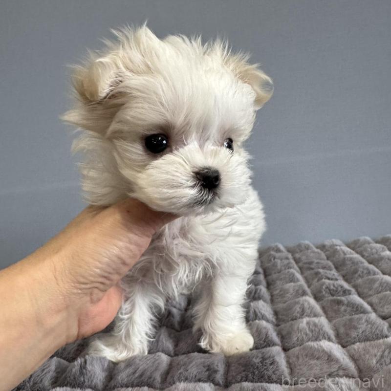 販売中の徳島県のマルチーズ-444140の11枚目