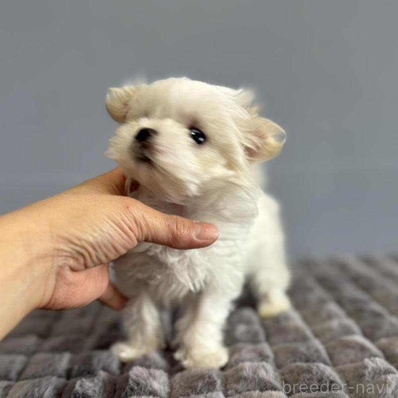 販売中の徳島県のマルチーズ-444140の9枚目