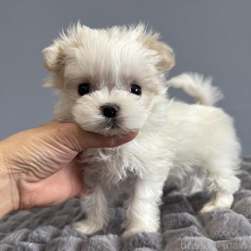 販売中の徳島県のマルチーズ-444140の7枚目