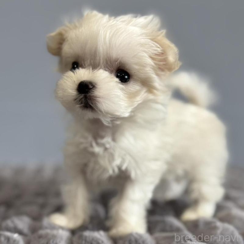 販売中の徳島県のマルチーズ-444140の6枚目