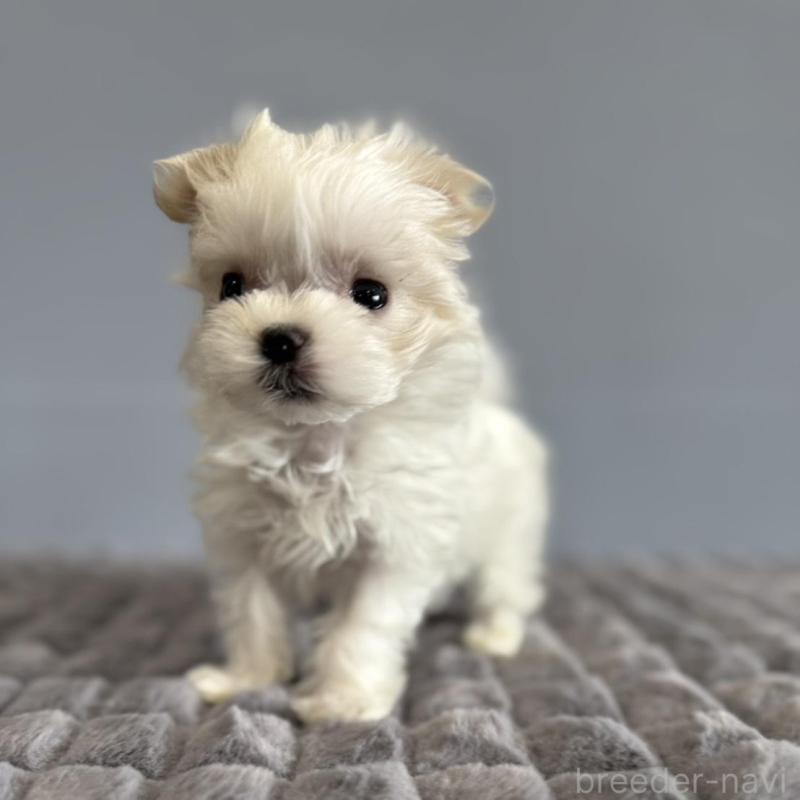 販売中の徳島県のマルチーズ-444140の5枚目