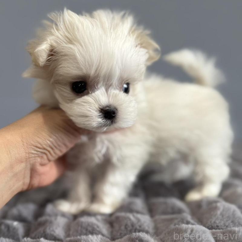 販売中の徳島県のマルチーズ-444140の4枚目