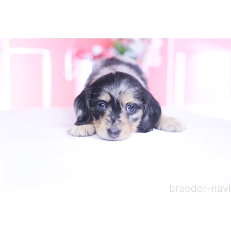 販売中の愛知県のカニンヘンダックスフンド(ロングヘアード)-444141の9枚目