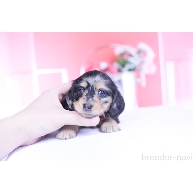 販売中の愛知県のカニンヘンダックスフンド(ロングヘアード)-444141の8枚目