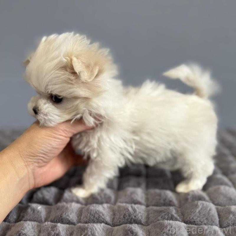 販売中の徳島県のマルチーズ-444140の3枚目