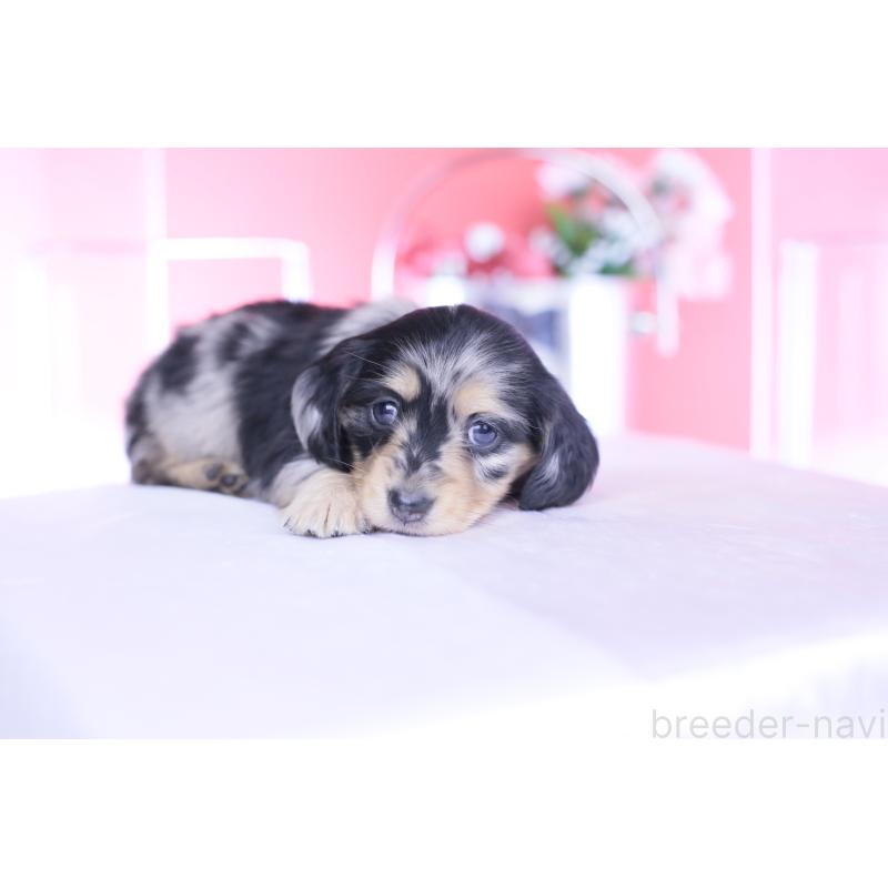 販売中の愛知県のカニンヘンダックスフンド(ロングヘアード)-444141の5枚目