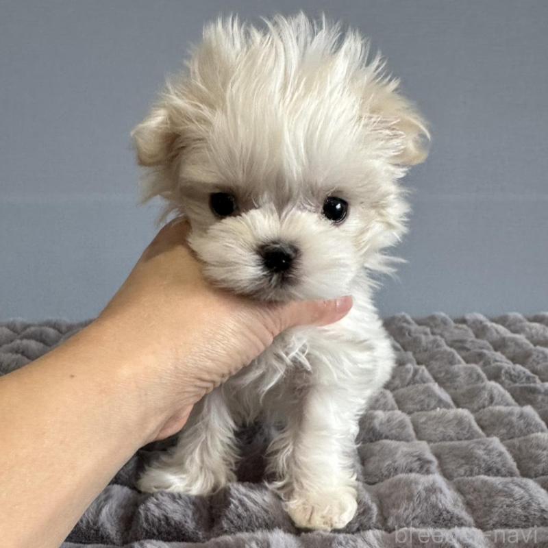 販売中の徳島県のマルチーズ-444140の2枚目