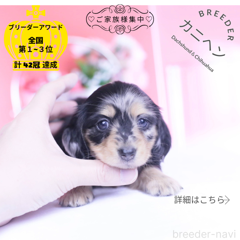 販売中の愛知県のカニンヘンダックスフンド(ロングヘアード)-444141