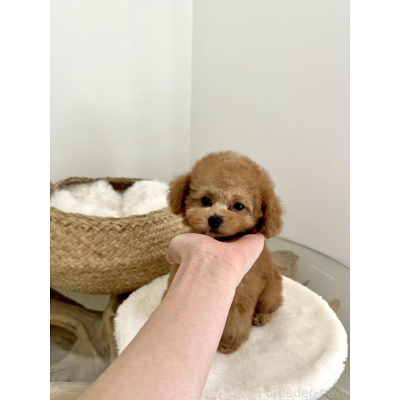 販売中の香川県のティーカッププードル-444142の4枚目