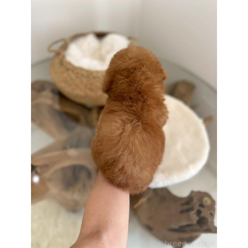 販売中の香川県のティーカッププードル-444142の3枚目