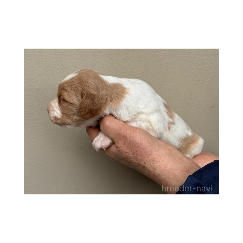 販売中の滋賀県のブリタニースパニエル-444143の4枚目