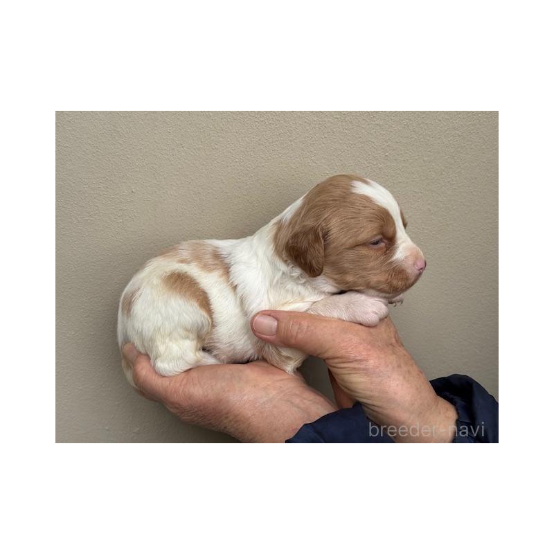 販売中の滋賀県のブリタニースパニエル-444143の3枚目