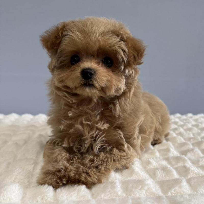 販売中の徳島県のマルプー:マルチーズ×トイプードル-444144の12枚目