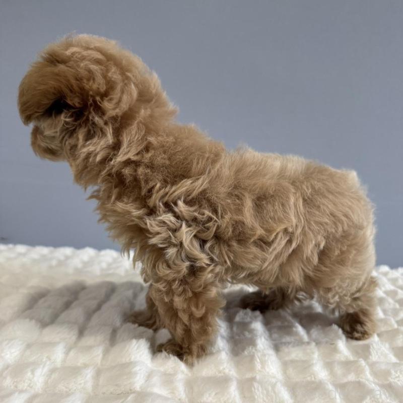 販売中の徳島県のマルプー:マルチーズ×トイプードル-444144の11枚目