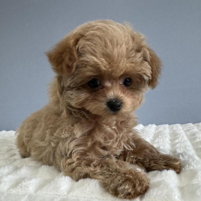 販売中の徳島県のマルプー:マルチーズ×トイプードル-444144の1枚目