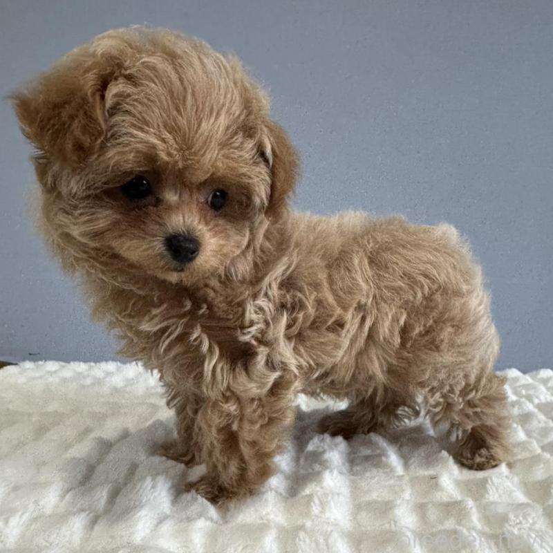 販売中の徳島県のマルプー:マルチーズ×トイプードル-444144の9枚目