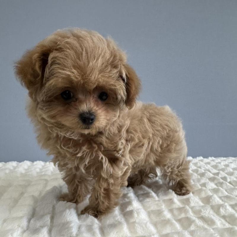 販売中の徳島県のマルプー:マルチーズ×トイプードル-444144の8枚目