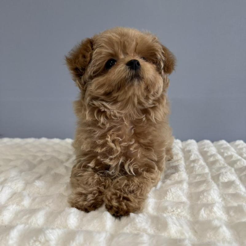 販売中の徳島県のマルプー:マルチーズ×トイプードル-444144の7枚目