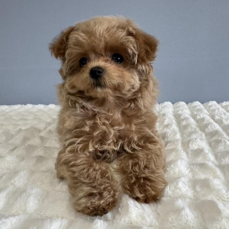 販売中の徳島県のマルプー:マルチーズ×トイプードル-444144の6枚目