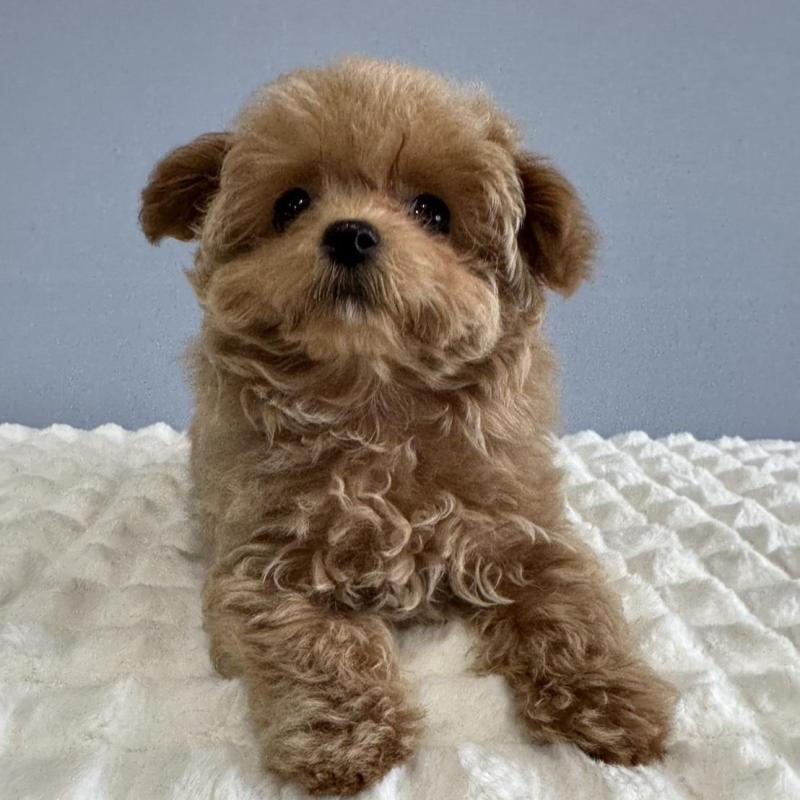 販売中の徳島県のマルプー:マルチーズ×トイプードル-444144の5枚目