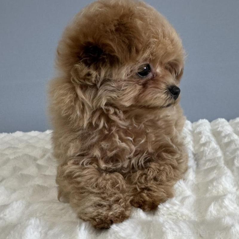 販売中の徳島県のマルプー:マルチーズ×トイプードル-444144の4枚目